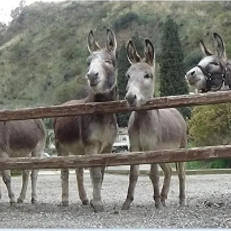 Gospodarstwo wiejskie Il Casale Del Vecchio Borgo