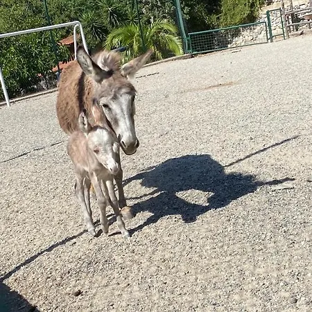 Gospodarstwo wiejskie Il Casale Del Vecchio Borgo Oliveto (Reggio Calabria)